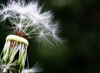 Reakcje alergiczne – przeszkoda w codziennym życiu reakcje alergiczne