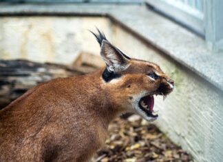 Jak zrobić kryjówkę dla kota?