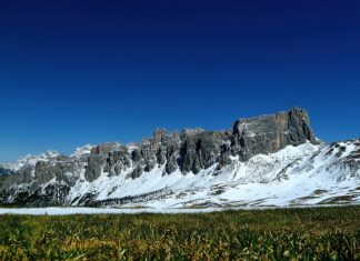 Jaki nawóz do akwarium bez CO2?