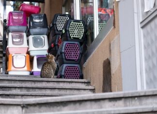 Ile kosztuje transporter dla kota?