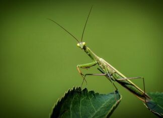 Jak modliszka na początek? Jak modliszka na początek?