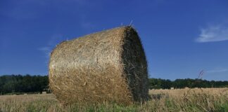 Ile kosztuje jeden balot siana?