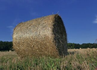 Ile kosztuje jeden balot siana? Ile kosztuje jeden balot siana?