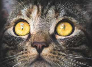 Jakie powinno być stężenie CO2?