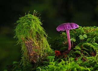 Czym można zastąpić farbę do tkanin? Czym można zastąpić farbę do tkanin?