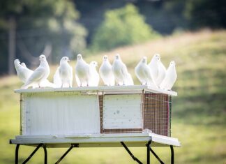 Czy można postawić gołębnik bez pozwolenia?