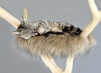 Jak przymocować drapak do kanapy?