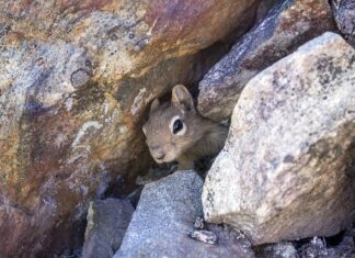 Jaki materiał na legowisko dla kota?