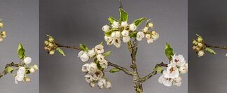 Co jest owocem grochu?