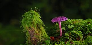 Gdzie można kupić farbę do ubrań? Gdzie można kupić farbę do ubrań?