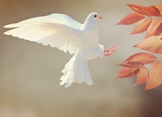 Jak długo odpoczywa gołąb pocztowy?