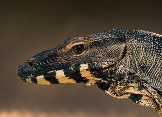 Czy waran z Komodo to dinozaur? Czy waran z Komodo to dinozaur?