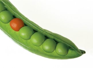 Czym się różni groch zielony od żółtego?
